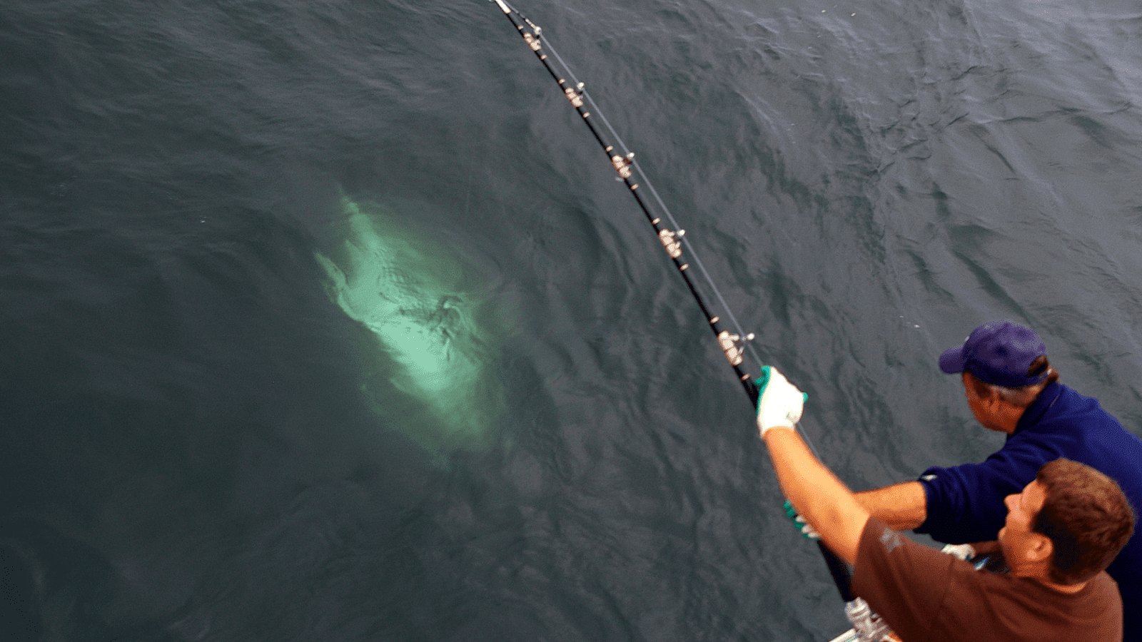 Tuna Fishing In Nova Scotia Fish Choices