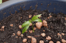 Mango "Amelie" - vom Kern zur Pflanze