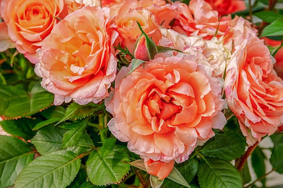 Beautiful Orange Pinkish Roses and Healthy Leaves