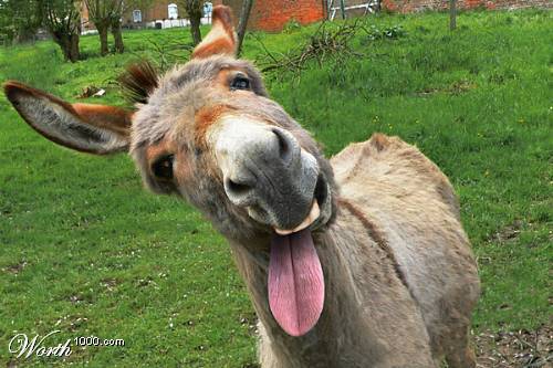 el%2Bburro%2By%2Bal%2Bfamilia.jpg