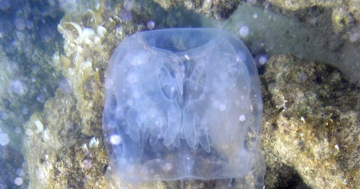 Box Jellyfish Image Gallery