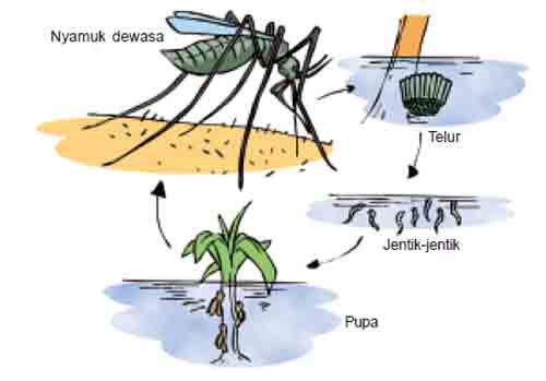 Perbedaan proses daur hidup nyamuk dan capung adalah