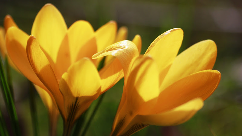 Crocuses