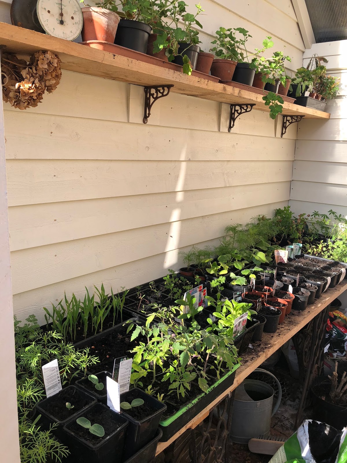 Garden // Spring Planting {with Sarah Raven} Roses and Rolltops