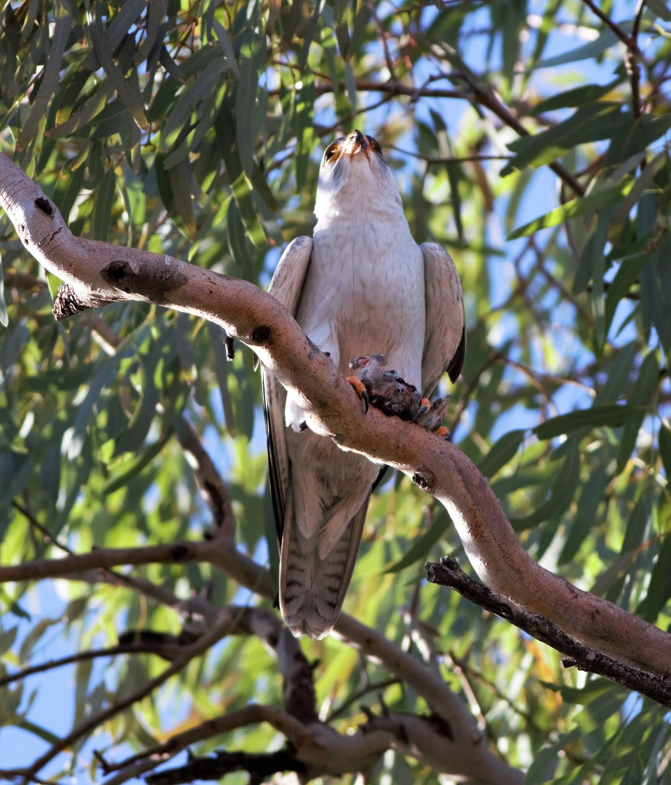 sunshinecoastbirds Grey Falcon & Diamantina National Park