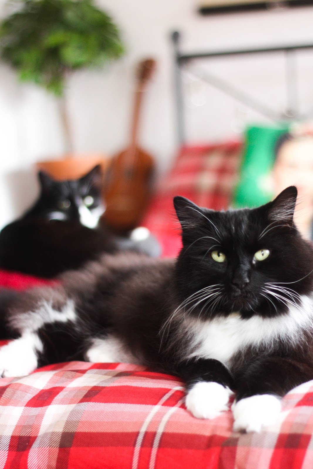 Pet Photography: 5 tricks to take beautiful pictures of your cat Pet Photography: 5 tricks to take beautiful pictures of your cat