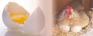 Benefits of Raw Chicken Eggs For Health Benefits of Raw Chicken Eggs For Health