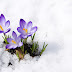 ऐसे करें सर्दियों में बीजों की सीडलिंग || Winter flowers seedling