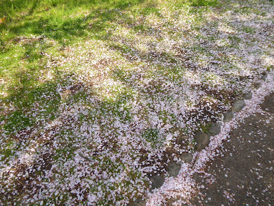 山田池公園の桜満開🌸お花見ウォーキング