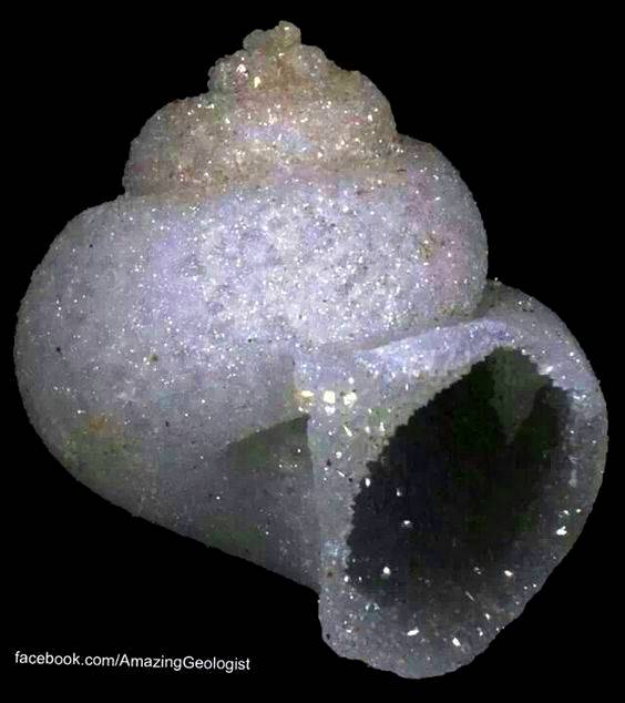 Gastropod Shell Formed by Mineral Replacment