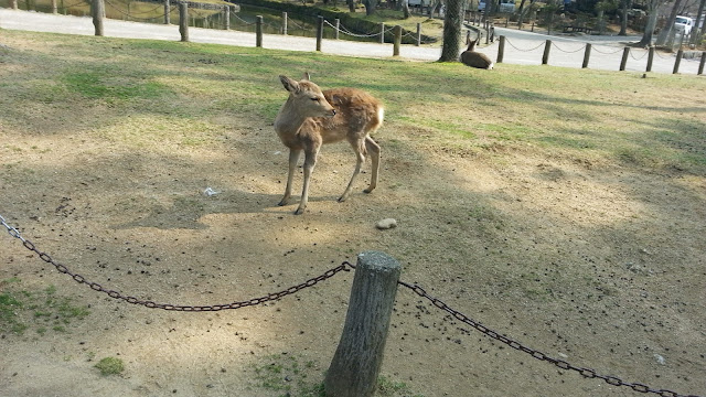 « 奈良公園. »