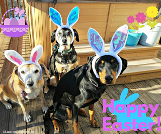 Easter dogs rescue bunny ears senior golden lab hound Doberman 