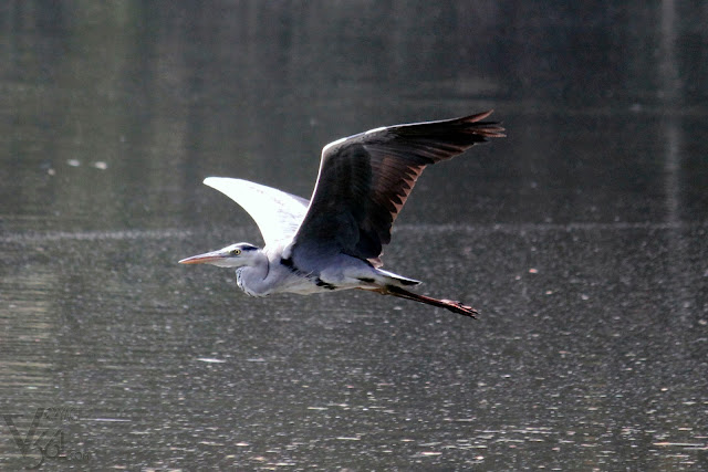 Grey Heron in flight, the largest among the Herons at Karanji Lake Grey Heron in flight, the largest among the Herons at Karanji Lake