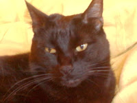 chat noir mâle 