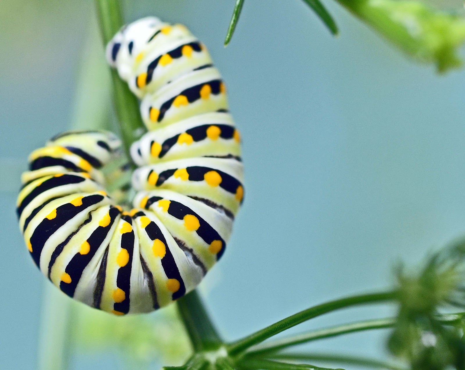 BayFriendly Landscaping Butterflies are Evil Creatures