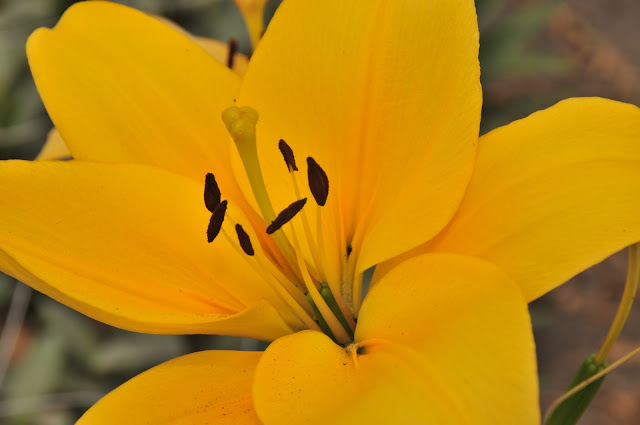yellow LA Hybrid royal lily