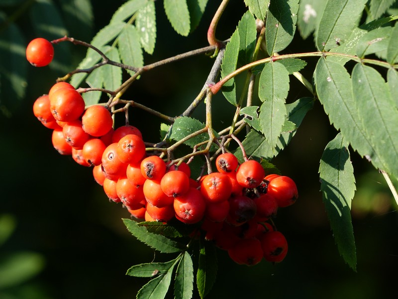 Faaxaal Photos nature gratuites et libres de droits Sorbe Fruit du Sorbier Sorbus Pome Faaxaal Photos nature gratuites et libres de droits Sorbe Fruit du Sorbier Sorbus Pome