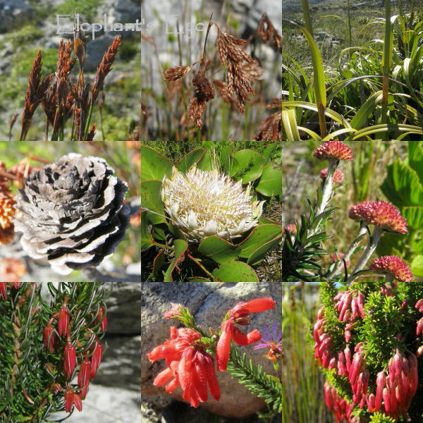 Restios, proteas and ericas at Silvermine in May
