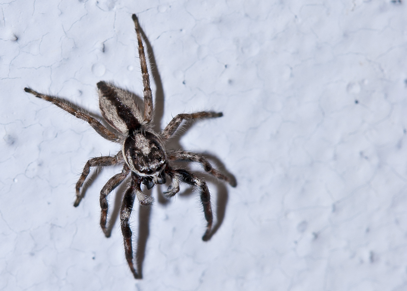 Visto al Pasar: Arañas Domesticas