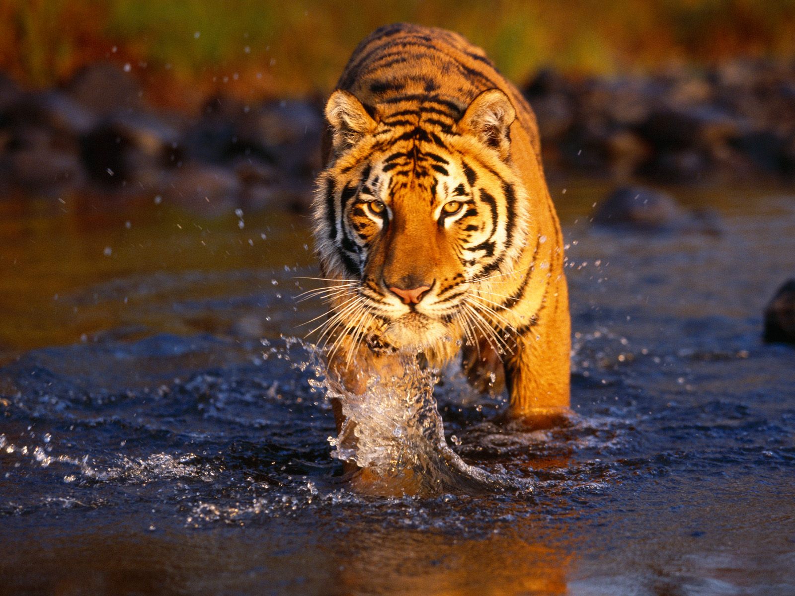 Gambar Royal Bengal Tiger