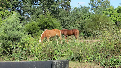horses, October 05, 2016, 1:24:07 PM