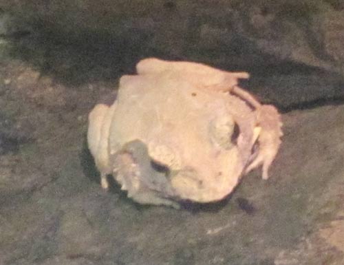 Solomon Island Leaf Frog Solomon Island Leaf Frog