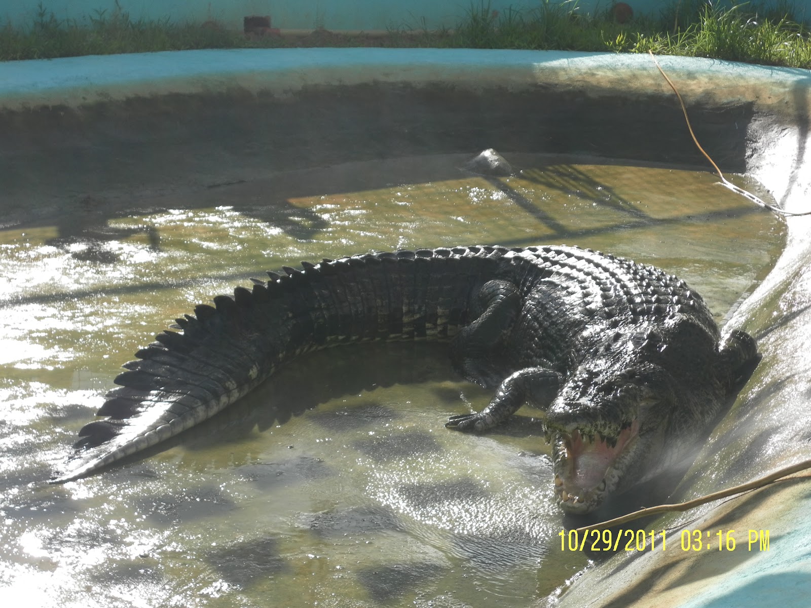 Philipphine Treasures The Giant Crocodile "LOLONG" at Bunawan, Agusan