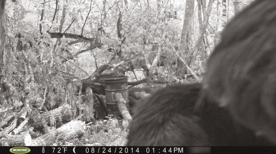 New Trail Cam Bigfoot Photo! Is This What It Looks Like?