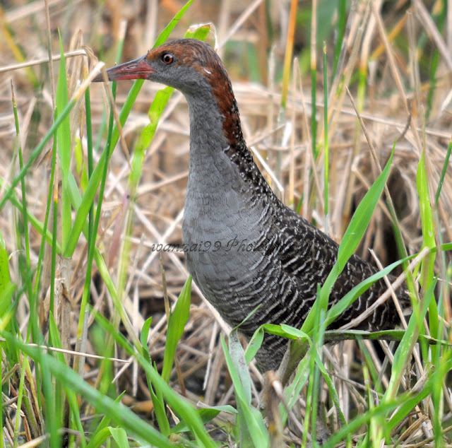 wanzai99 PHOTOGRAPHY: BURUNG SINTAR