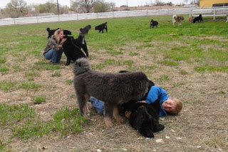 Tibetan Mastiff Puppies, Mastiff Puppies Playing, Mastiff Dog Breed Puppies,