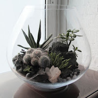 Cam Fanusta Kaktüs Yetiştirme-Teraryum Nedir?