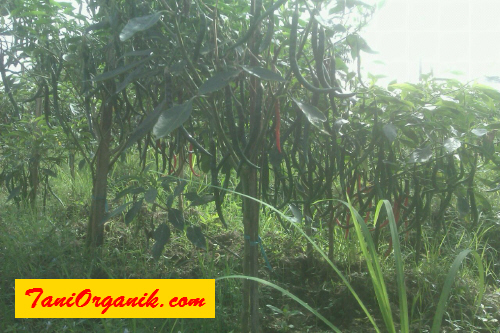 Cabai di usia 8 bulan pada umumnya sudah pada tumpur, namun berbeda dengan cabai keritingnya pak Hendra yang masih segar bugar dan tetap berproduksi. Cabai di usia 8 bulan pada umumnya sudah pada tumpur, namun berbeda dengan cabai keritingnya pak Hendra yang masih segar bugar dan tetap berproduksi.