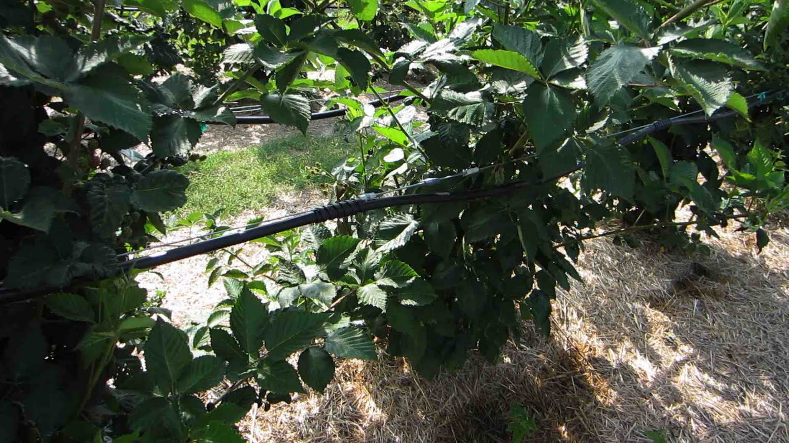 Team Rubus Blackberries (and Raspberries) Need Water