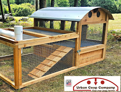 coop duck urban ducks pool company round plans area houses introducing story