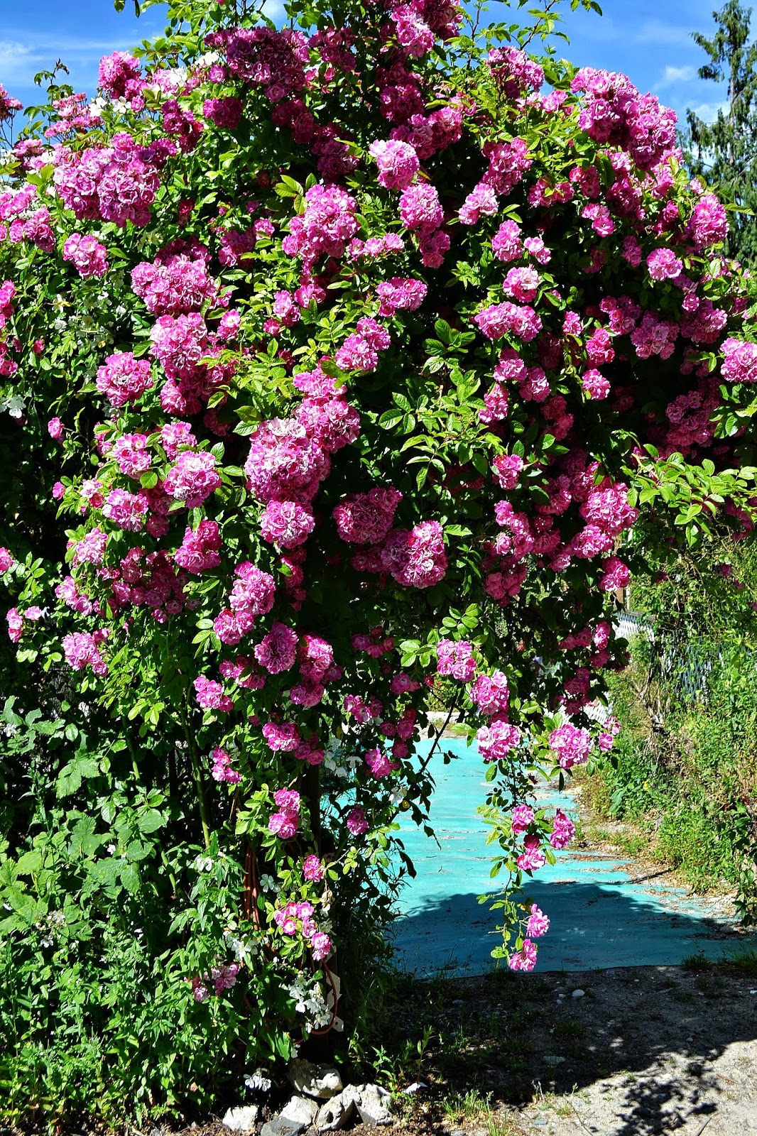 The Outlaw Gardener Visiting Raft Island Roses