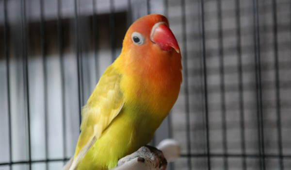 lovebird jarang ngekek