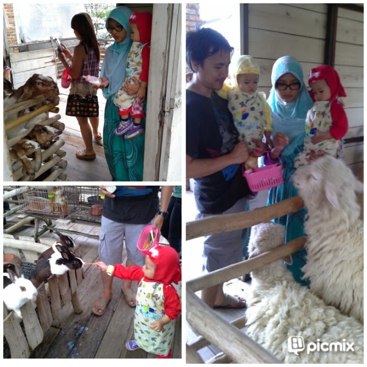 RODNAN FAMILY: Kiddie Zone di PVJ (Lactasari Farm, Bird Park)