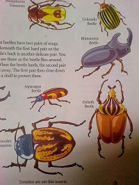insect pests of crops
