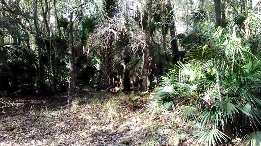 Skunk Ape Tree Knocks in the Swamp