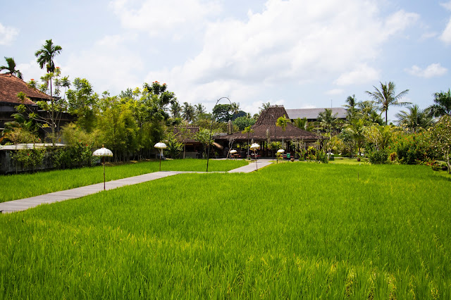Alaya Ubud resort-Bali- Esterni-Risaie