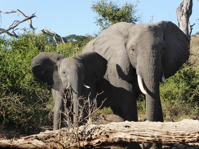 Elefante macho y cría Elefante macho y cría