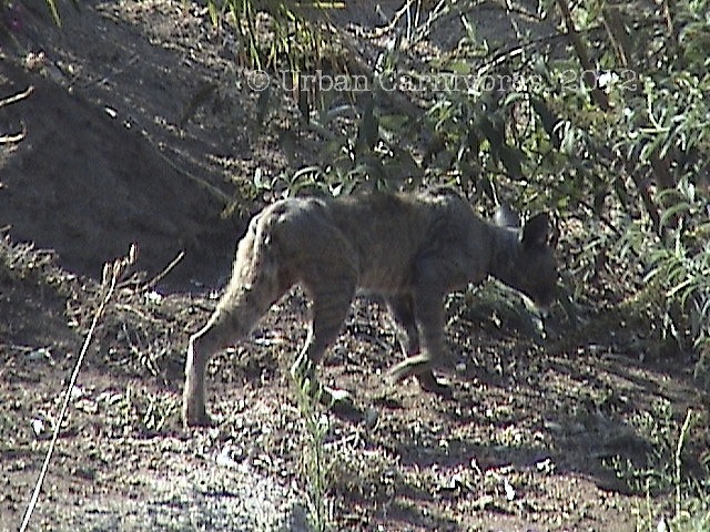 Lessons from a Mangy Coyote: Why Anticoagulant Rodenticides Must Go