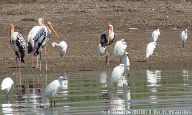 Bird watching at Bhigwan Kumbargaon