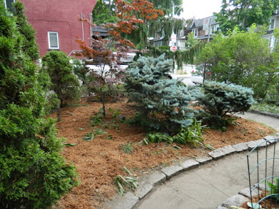 Leslieville Toronto front garden summer clean up after by Paul Jung Gardening Services Leslieville Toronto front garden summer clean up after by Paul Jung Gardening Services