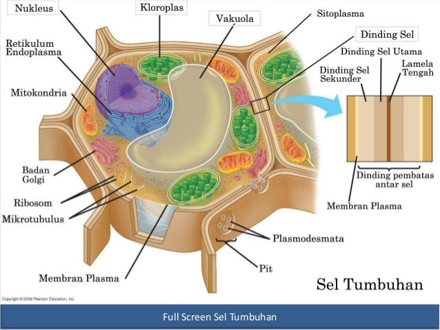 Laporan Praktikum Pengamatan Sel Hewan Dan Sel Tumbuhan Seputar Laporan