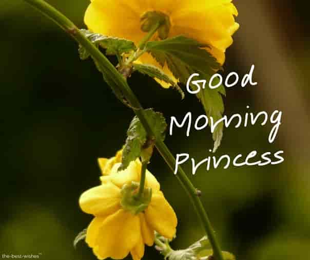good-morning-princess-rose good morning princess rose
