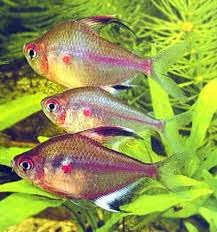 Tetra de Mancha Roja Tetra de Mancha Roja