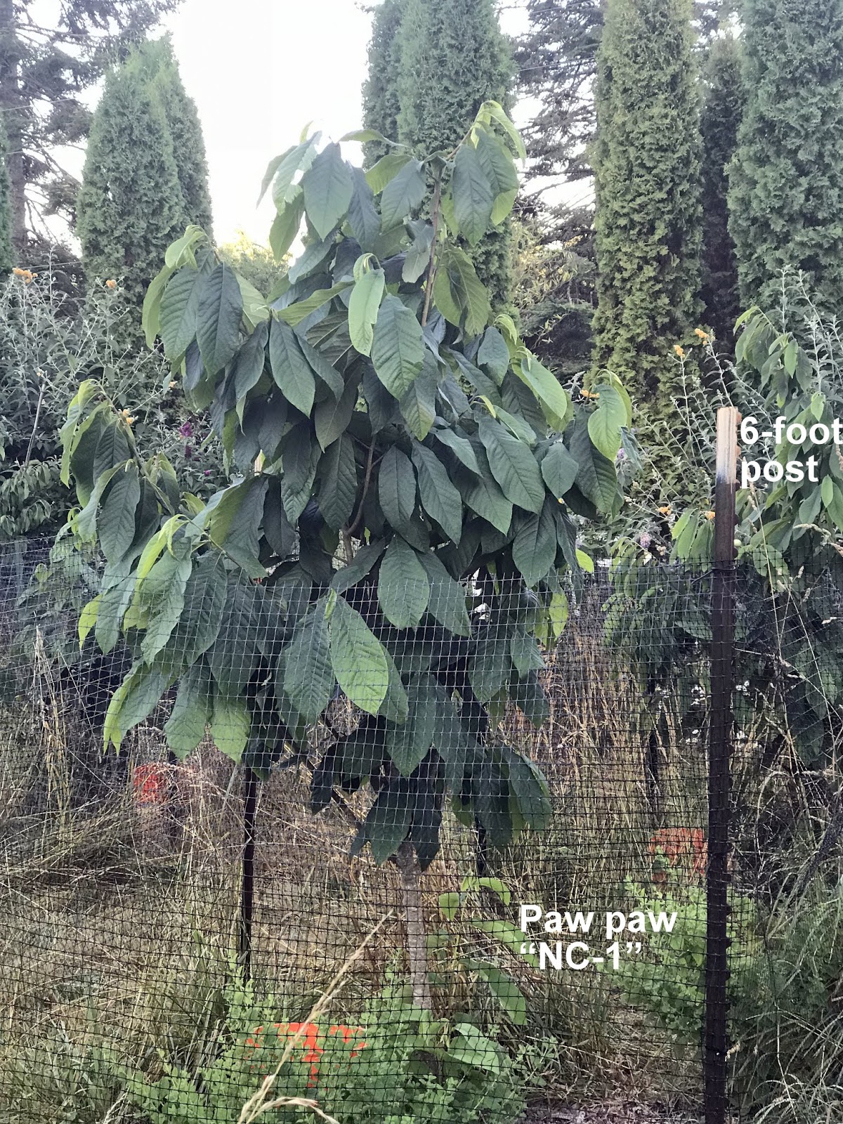 PawPaw tree
