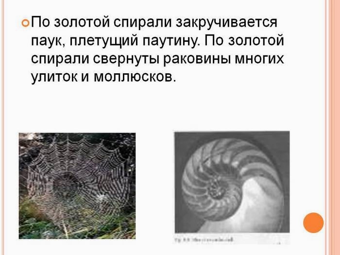 Золотое сечение в нашей одежде и не только Золотое сечение в нашей одежде и не только