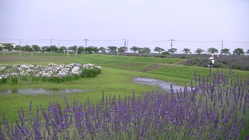 すごいぞ 埼玉 ラベンダーの名所 ラベンダー堤 久喜市